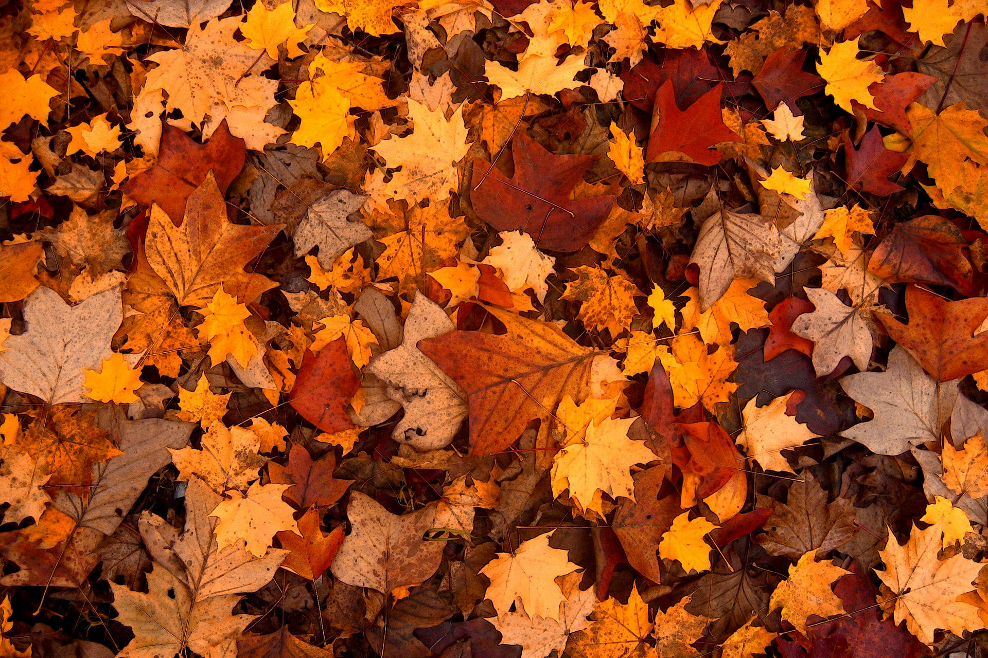 Veränderte Öffnungszeiten in den Herbstferien